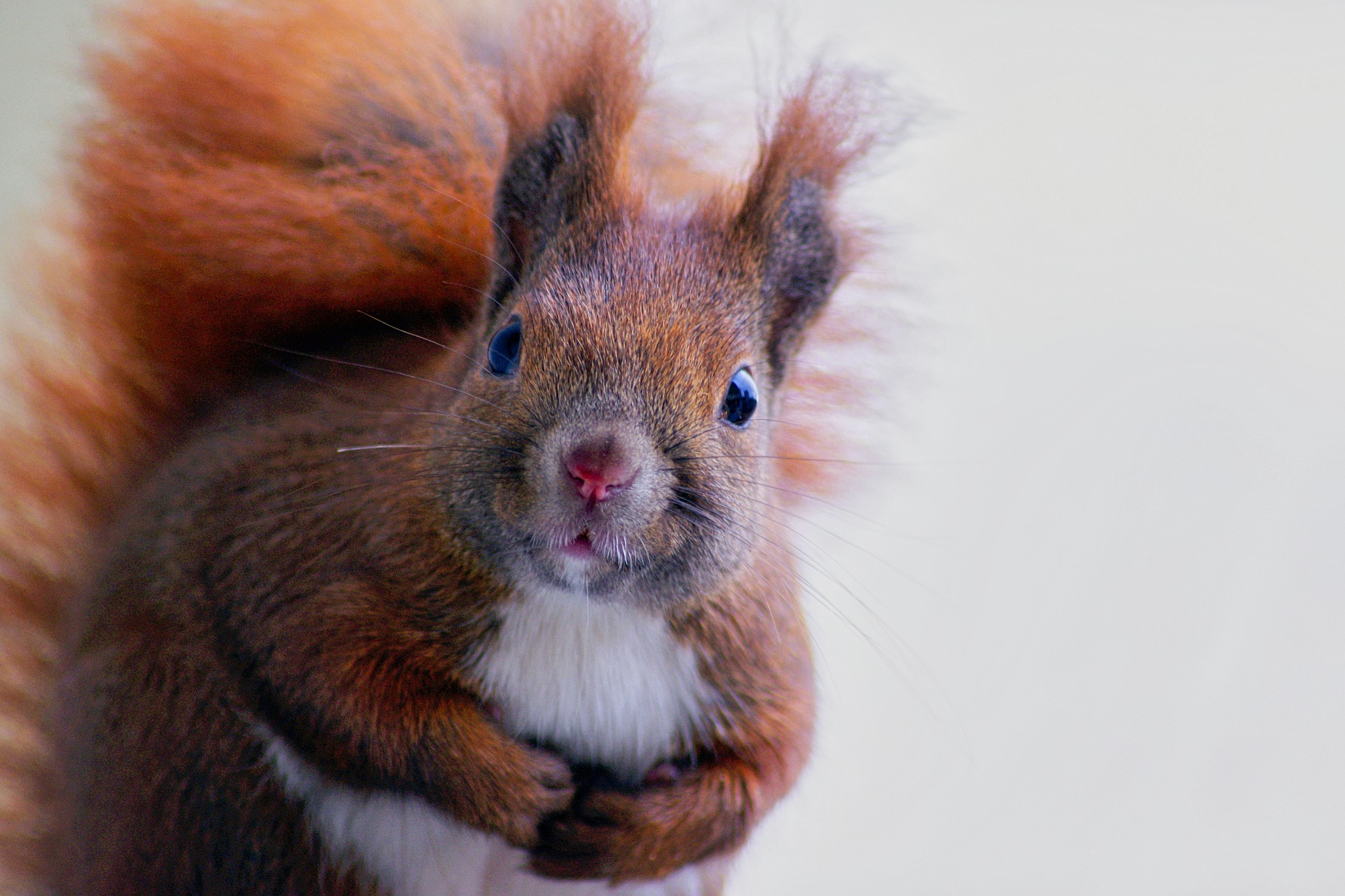 Eichhörnchen - Portrait